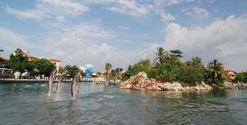 Dolphins in Riviera Maya 