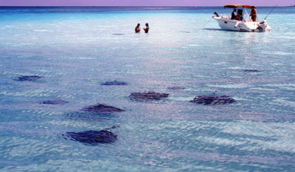 Stingray Islands Grand Cayman