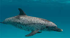 atlantic-spotted-dolphin
