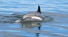 atlantic-withe-sided-dolphin