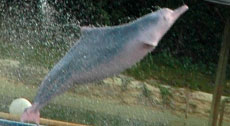 hump-backed-dolphin