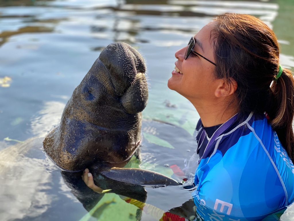 About Manatees with human interactions