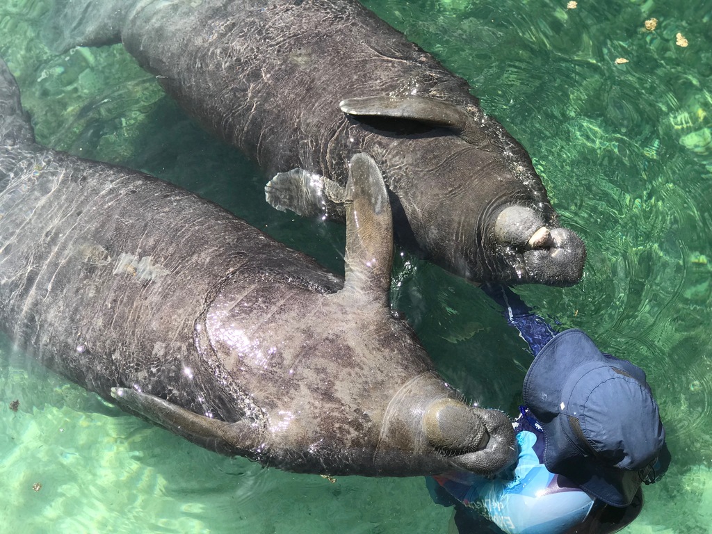 All About Manatees and their care