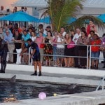 Dolphin Discovery Cayman