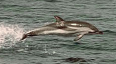 clymene-dolphin