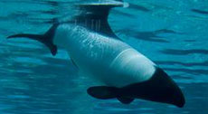 commersons-dolphin