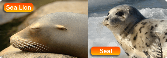 Sea lion/seal