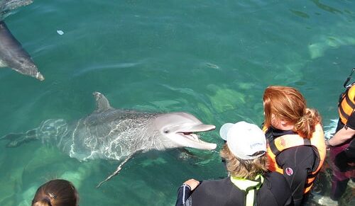 ABC dolphin trainer