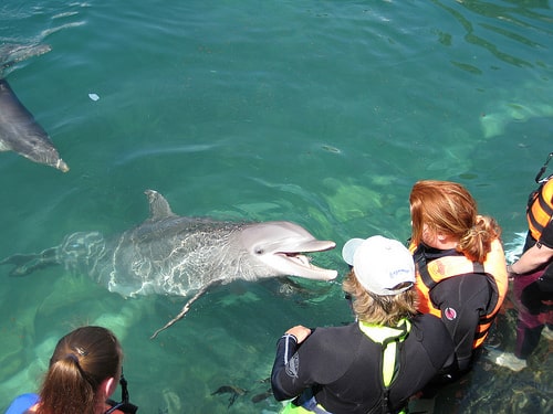 ABC dolphin trainer