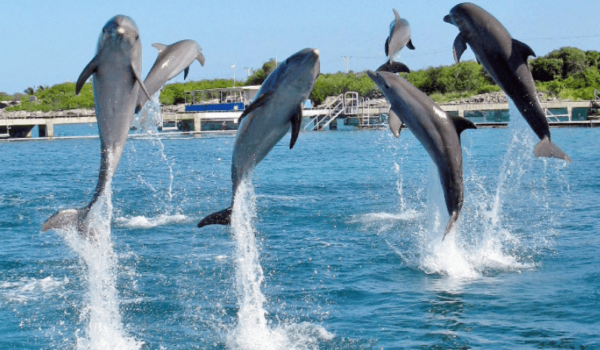 Dolphins jumping