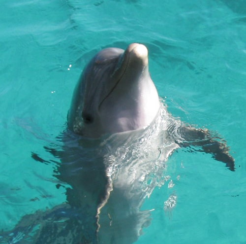 My dolphin friend