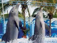 Dolphins dancing