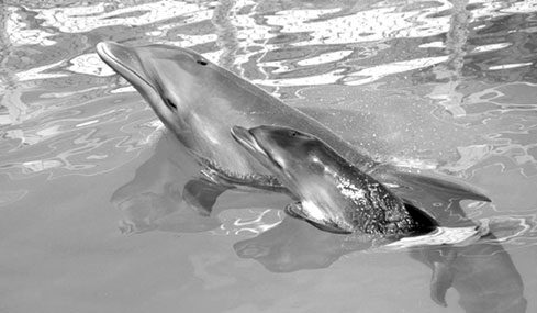 Dolphin birth