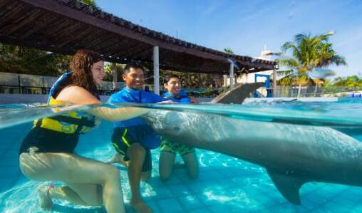 swim with dolphins in playa del carmen
