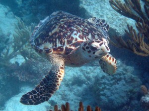 Sea Turtle