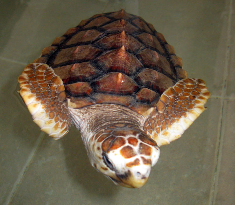 Turtle at the Tortungranja Isla Mujeres