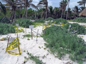 Turtles' nests in the Riviera Maya