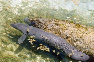 New Mom Julieta and baby manatee