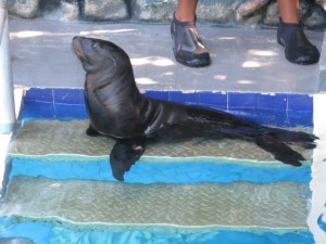 Taco the Baby Sea Lion