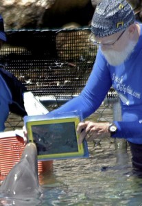 Merlin the iPad Dolphin