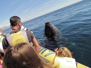 Spy-hopping Whale Watching Tour