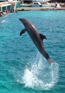 Dolphin Jump 