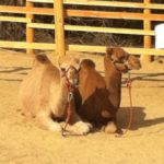 Camels