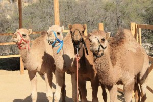 Camels in Los Cabos 