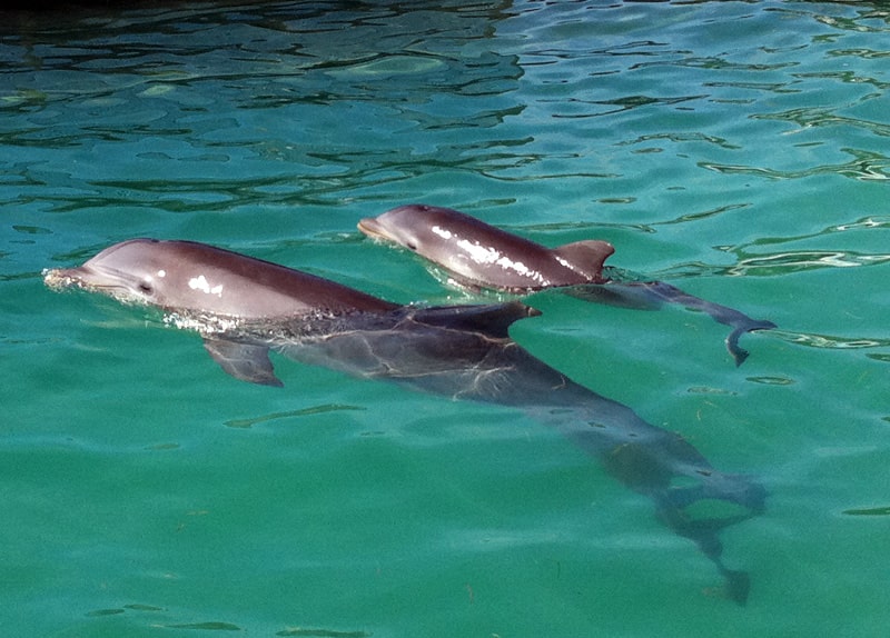 Newborn dolphin & mom Dec. 2011