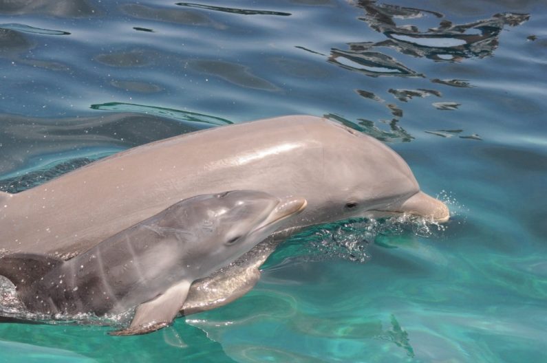 Mama Frida with her newborn baby dolphin