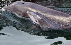 Newborn dolphin