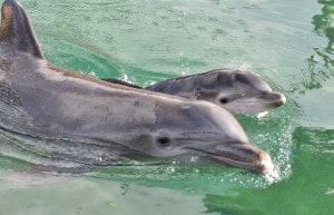 Newborn dolphin