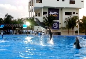Dolphin Discovery Playa 