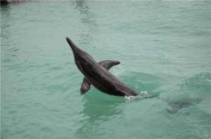 Steno the dolphin 