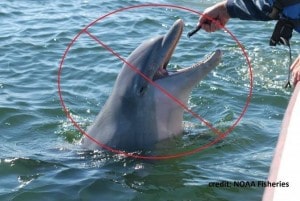 awareness dolphin