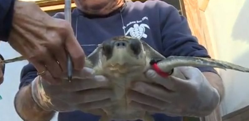 28 turtles rescue