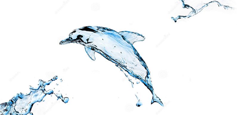 dolphin world water day
