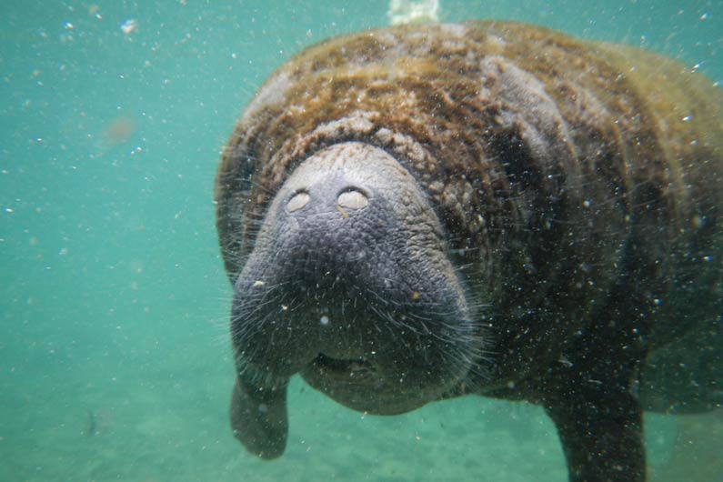 Manatee swimming