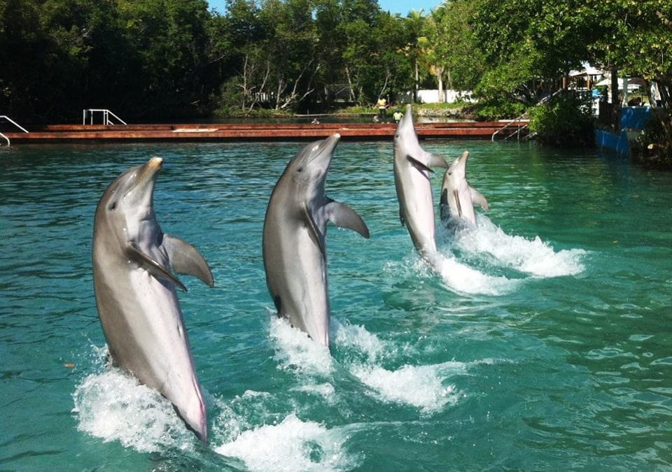 cetaceans welfare