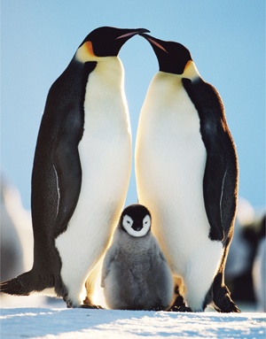 Monogamy on penguins