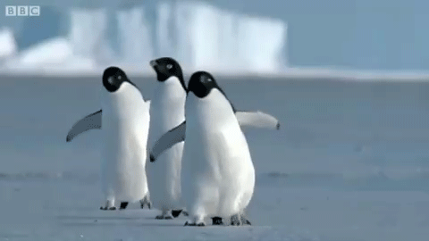 International Penguin Day gif