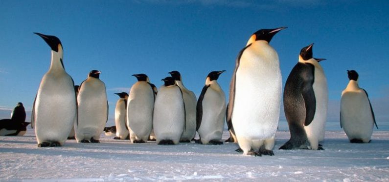 penguin day
