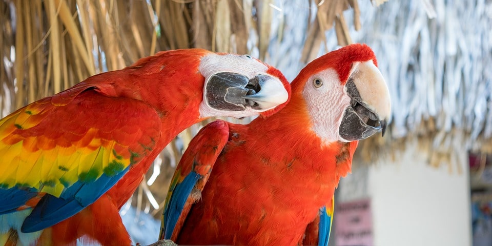 Parrots Day at Zoomarine