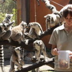Feeding a Lemur in Mar del Plata