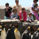 Penguins in Mar del Plata