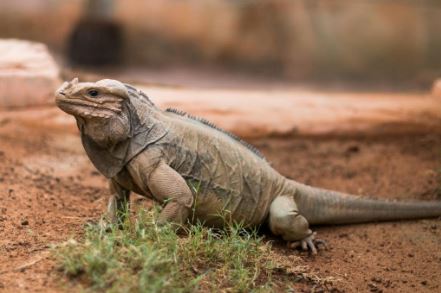 Iguana rhinoceros