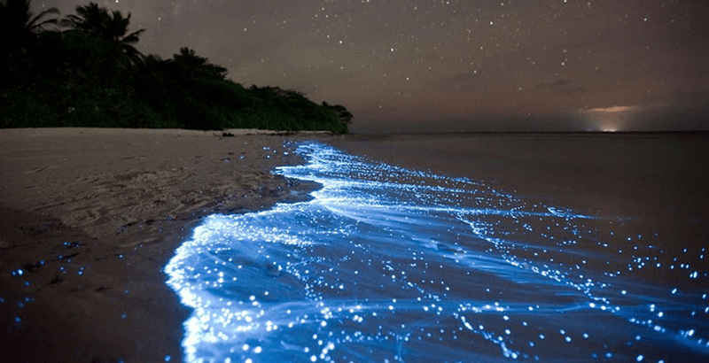 bioluminescence holbox