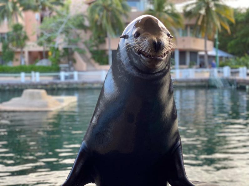 Facts about the sea lions