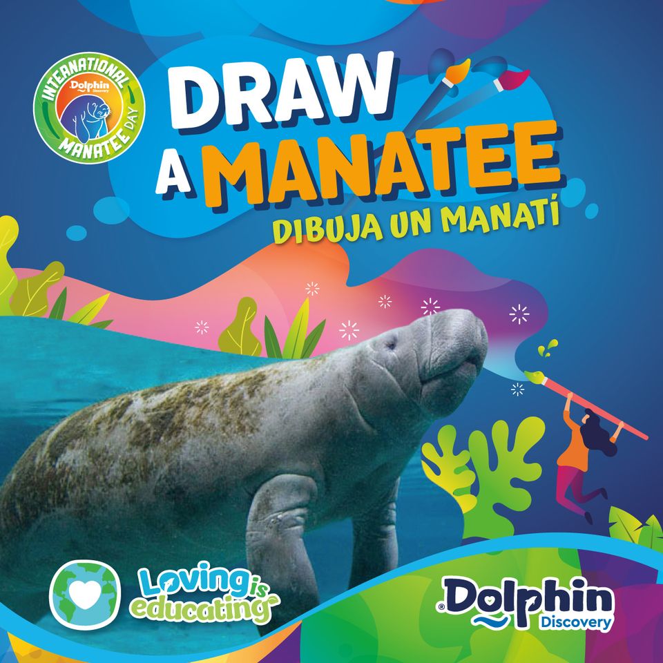 Contest International Manatee Day Dolphin Discovery Blogs Dolphin