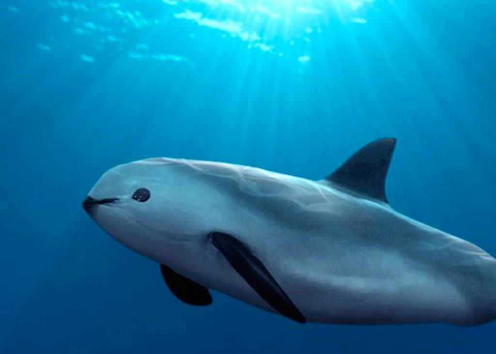 7 Facts about Vaquitas Dolphin Discovery Dolphin Discovery Blog